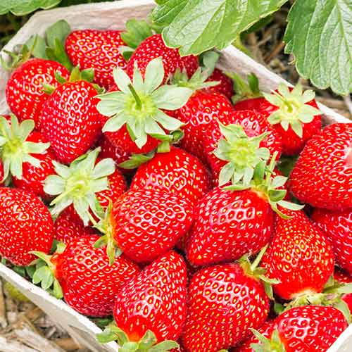 Căpșuni Portola imagine 1 articol 5410