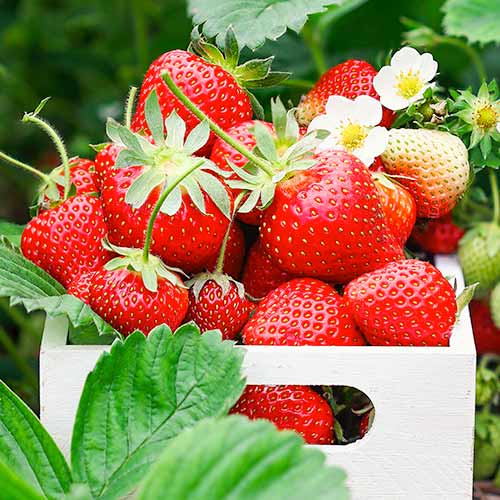 Căpșuni Romina imagine 1 articol 1585_1