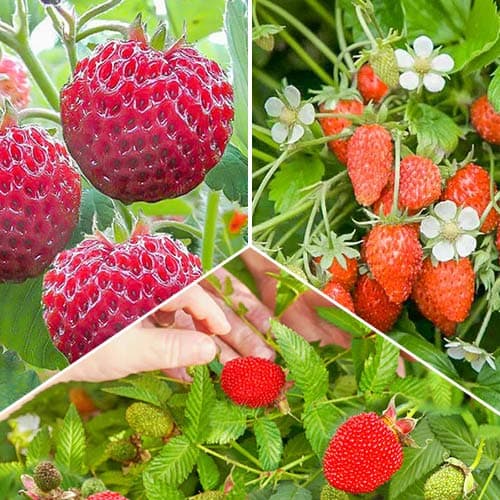 Ofertă specială! Căpșuni și fragi Gourmand, set de 3 soiuri imagine 1 articol 4943