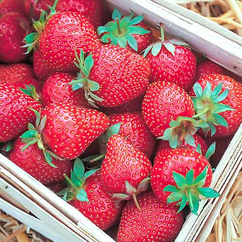 Căpșuni Symphony imagine 1 articol 5204