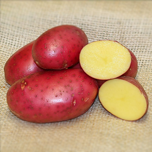 Cartofi de sămânță Alouette imagine 1 articol 1085