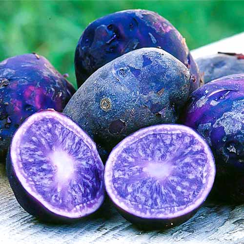 Cartofi de sămânță Ametist imagine 1 articol 7862