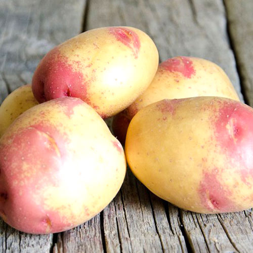 Cartofi de sămânță Apache imagine 1 articol 7899