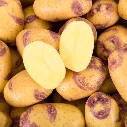 Cartofi de sămânță Blue Belle imagine 1 articol 7875