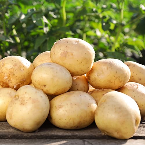 Cartofi de sămânță Camelia imagine 1 articol 4820