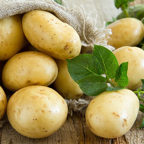 Cartofi de sămânță Colette imagine 1 articol 5680