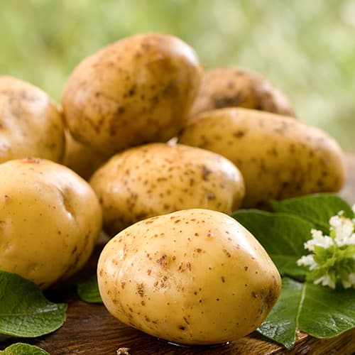 Cartofi de sămânță Colomba imagine 1 articol 4823