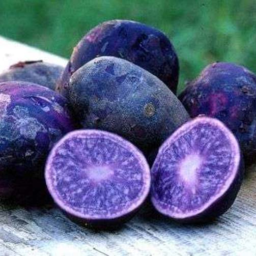 Cartofi de sămânță Fleur Bleue imagine 1 articol 7856