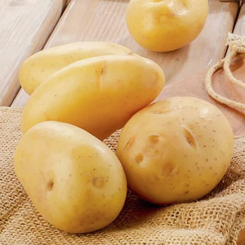 Cartofi de sămânță Jelly imagine 1 articol 5681