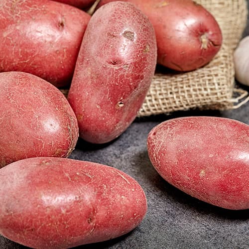 Cartofi de sămânță Laura imagine 1 articol 5684