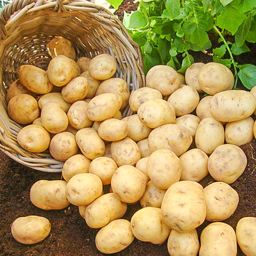 Cartofi de sămânță Marfona imagine 1 articol 1087