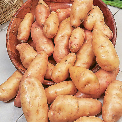 Cartofi de sămânță Pink Fir Apple imagine 1 articol 1078