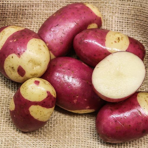 Cartofi de sămânță Pink Gipsy imagine 1 articol 7896