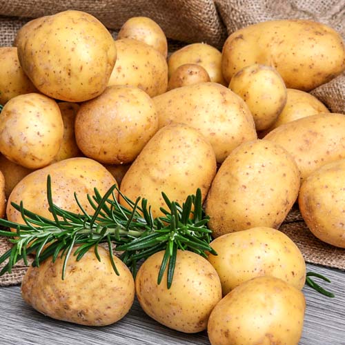 Cartofi de sămânță Queen Anna imagine 1 articol 7892