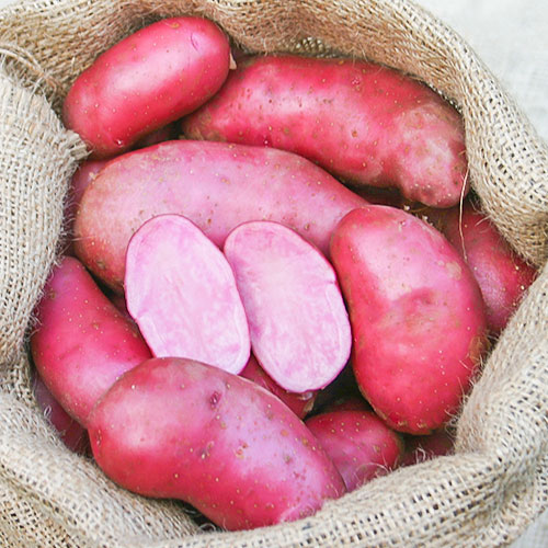 Cartofi de sămânță Red Emalie imagine 1 articol 1081