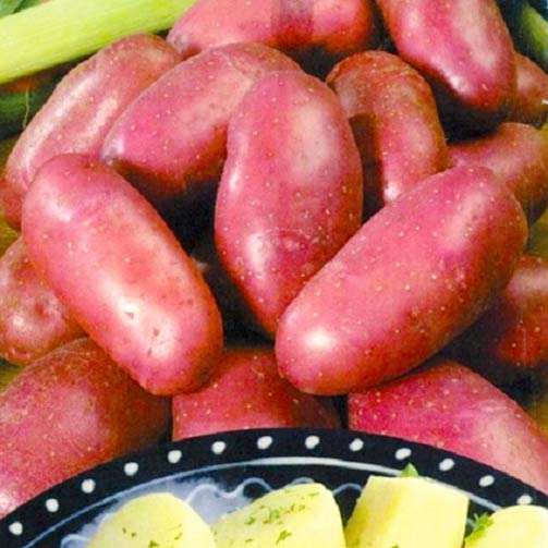 Cartofi de sămânță Red Magic imagine 1 articol 7854
