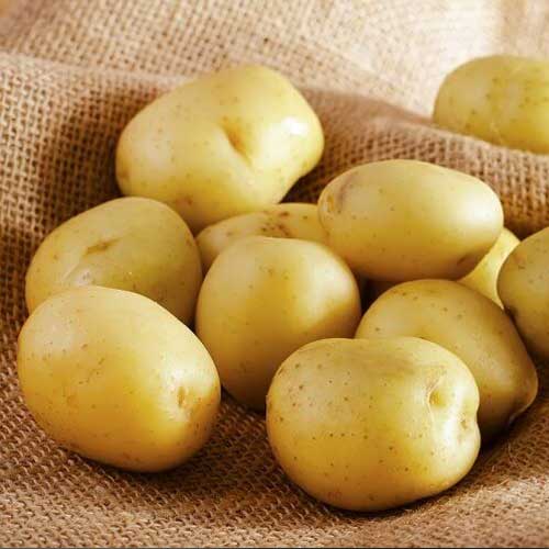 Cartofi de sămânță Riviera imagine 1 articol 7826