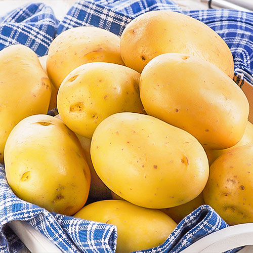 Cartofi de sămânță Spectra imagine 1 articol 1083