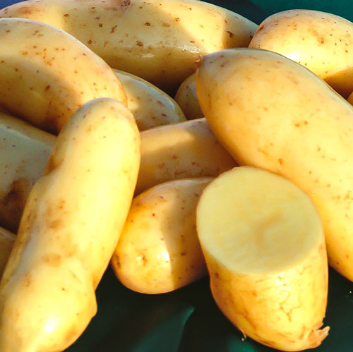 Cartofi de sămânță Mayan Gold imagine 1 articol 7895