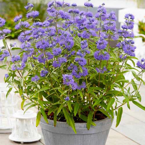 Caryopteris Blue Empire imagine 1 articol 77805