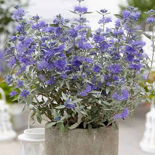 Caryopteris Sterling Silver imagine 1 articol 4030