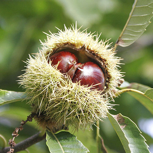 Castan comestibil imagine 1 articol 9232