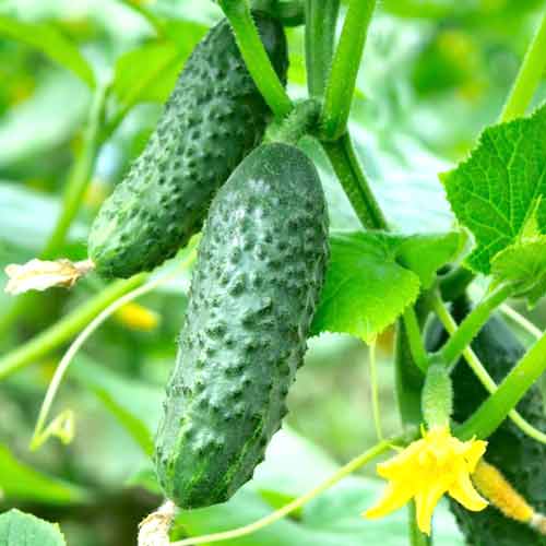 Castraveți Aladin F1 imagine 2 articol 69498