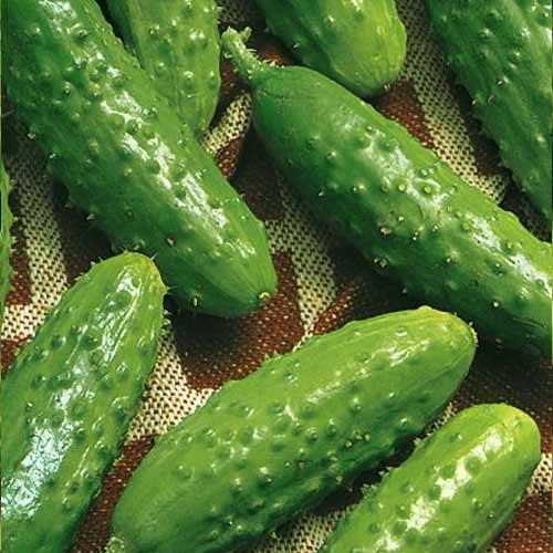 Castraveți Anulka F1 imagine 2 articol 69437