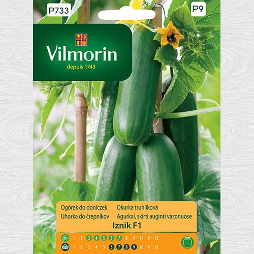 Castraveți Iznik F1 imagine 1 articol 69723