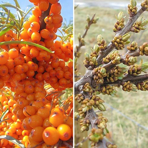 Cătină Champion: mascul (1) + femelă (1) imagine 1 articol 9252