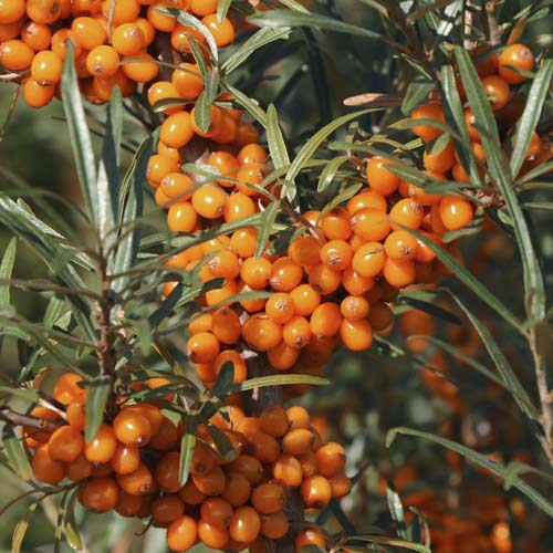 Cătină Eva, C2 imagine 1 articol 8205