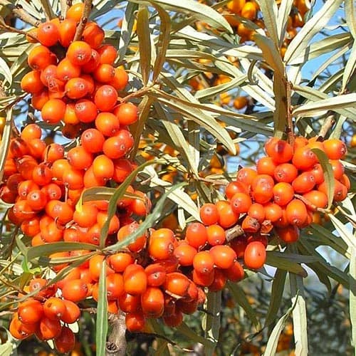 Cătină Pollmix imagine 1 articol 4705