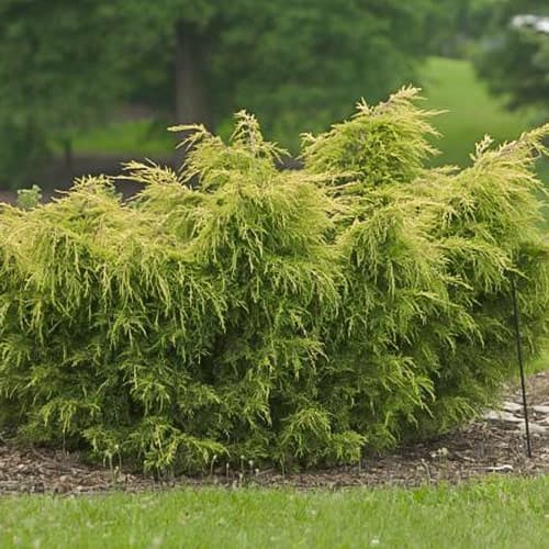 Ienupăr Kuriwao Gold imagine 1 articol 4962