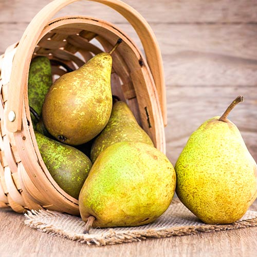 Круша Abate Fetel изображение 1 артикул 4306