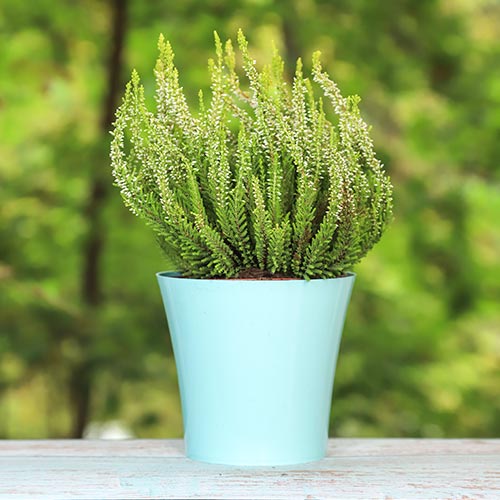 Calluna (Iarba neagra) Elisa imagine 1 articol 5438