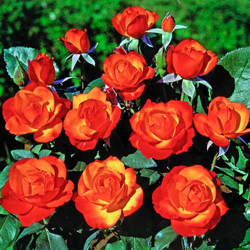 Роза катерлива Tempi Moderni®, C5 изображение 1 артикул 5492