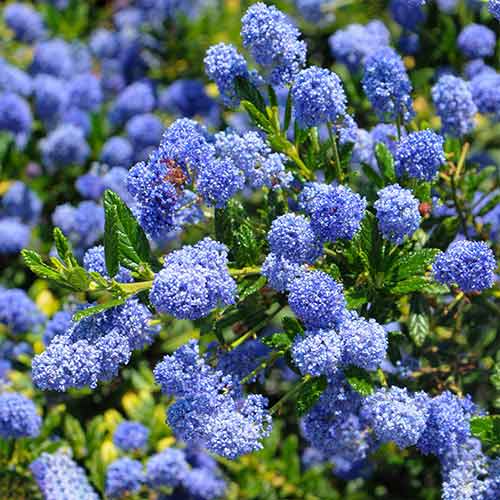 Ceanothus Henri Defosse imagine 1 articol 4414