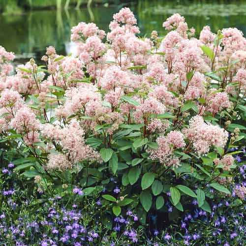 Ceanothus pallidus Marie Simon imagine 1 articol 9526