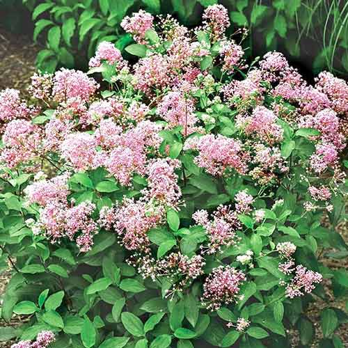 Ceanothus pallidus Perle Rose imagine 1 articol 4416