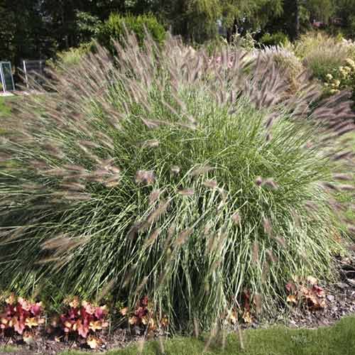 Rozplenica (Pennisetum) Hameln, С3 interface.image 1 interface.art 8559