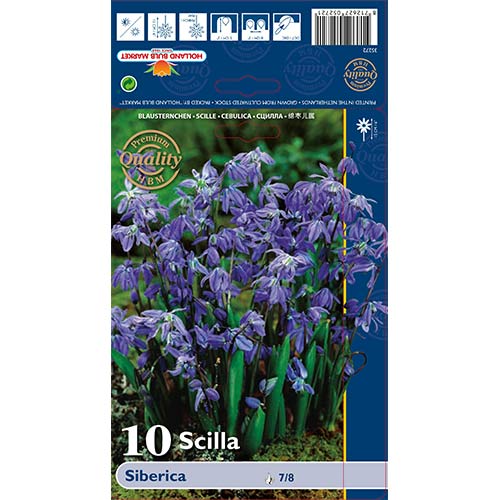 Cebulica syberyjska interface.image 1 interface.art 70242