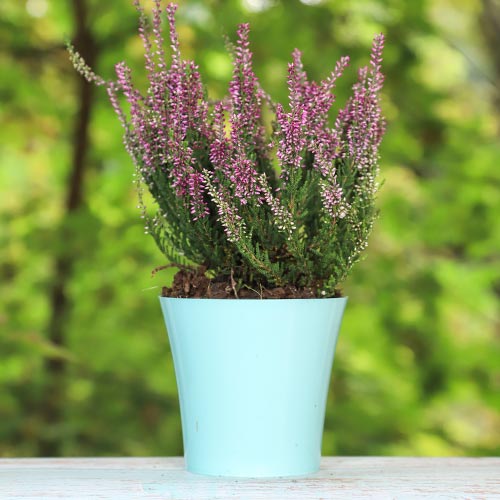 Calluna (Iarba neagra) Amethyst imagine 1 articol 5425