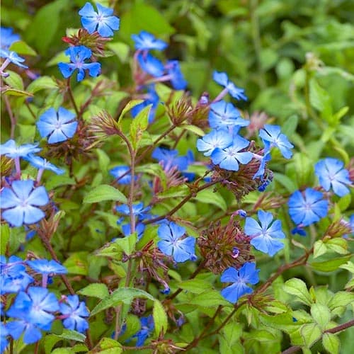 Ceratostigma griffithii imagine 1 articol 5083
