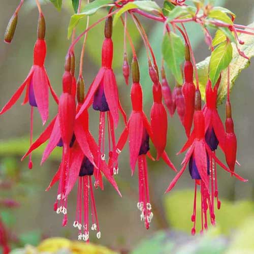 Cerceluș (Fuchsia) Riccartonii imagine 1 articol 5599