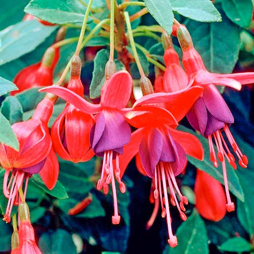 Cerceluș (Fuchsia) Tom Pouce imagine 1 articol 5600