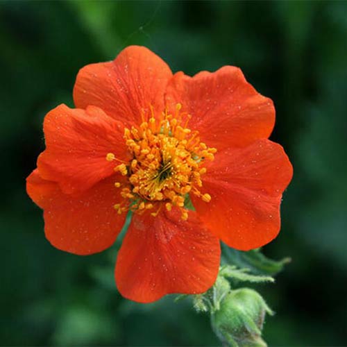 Cerențel (Geum) Borisii imagine 1 articol 01338