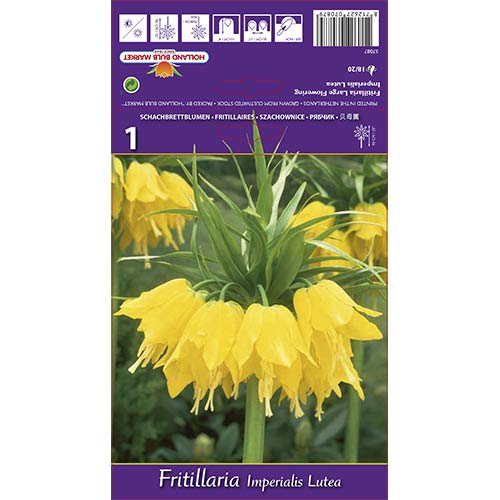 Cesarska korona (Szachownica) Lutea interface.image 1 interface.art 68100