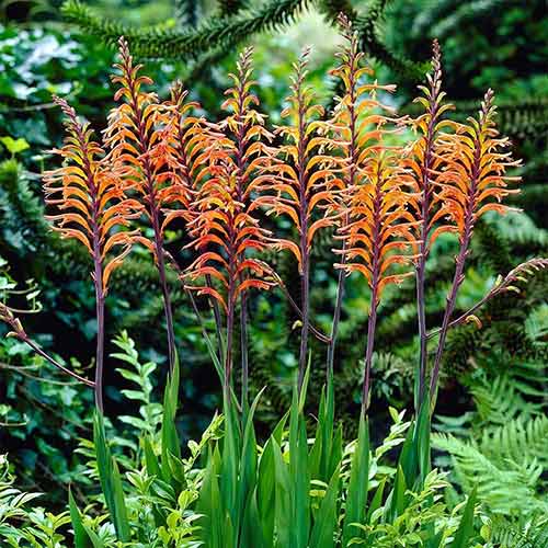 Chasmanthe Ducketii imagine 1 articol 76041