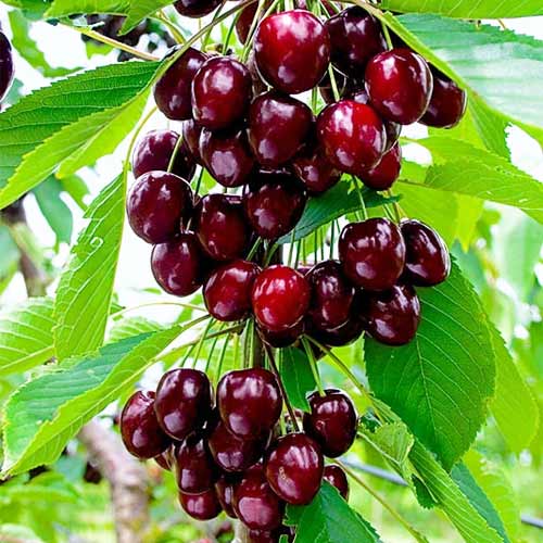 Череша (columnar) Reggina изображение 1 артикул 2012