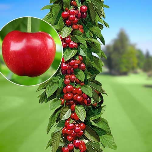 Череша колона Silva изображение 1 артикул 1924